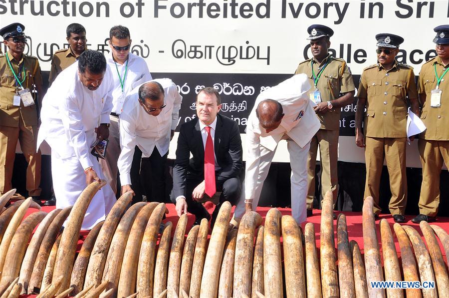 Elephant tusks are displayed in Colombo, capital of Sri Lanka, Jan. 26, 2016. 