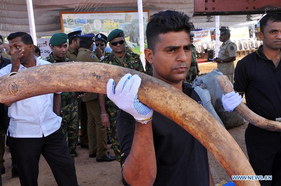 Elephant tusks are displayed in Colombo, capital of Sri Lanka, Jan. 26, 2016. 