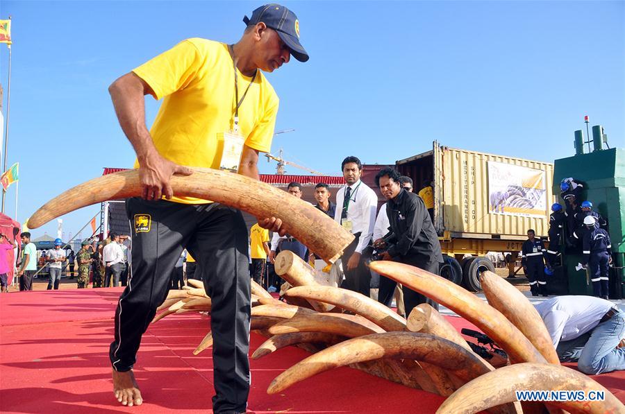 Elephant tusks are displayed in Colombo, capital of Sri Lanka, Jan. 26, 2016. 