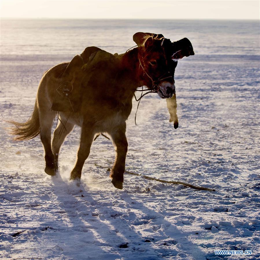 #CHINA-INNER MONGOLIA-HULUNBUIR-WINTER-GRAZING (CN)