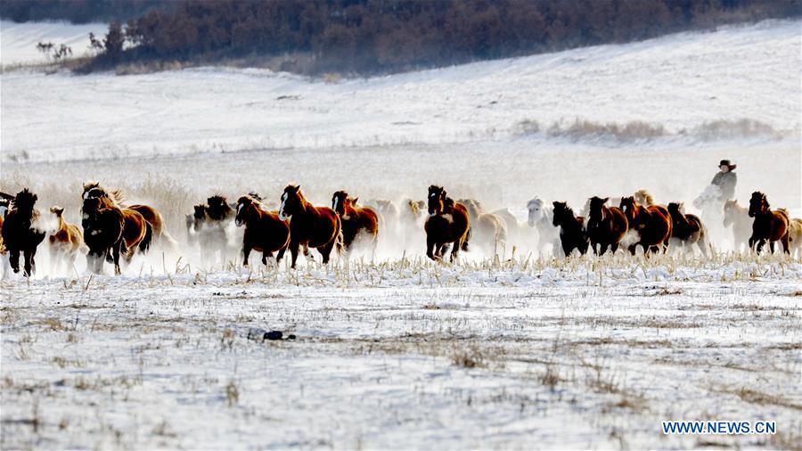 #CHINA-INNER MONGOLIA-HULUNBUIR-WINTER-GRAZING (CN)