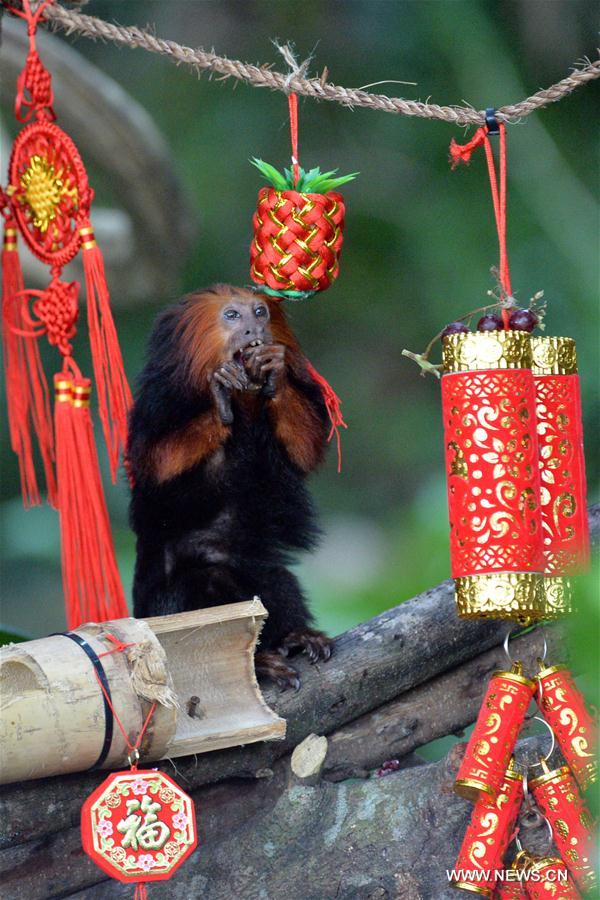 SINGAPORE-ZOO-NEW YEAR CELEBRATION-LUCKY BAGS FOR MONKEYS