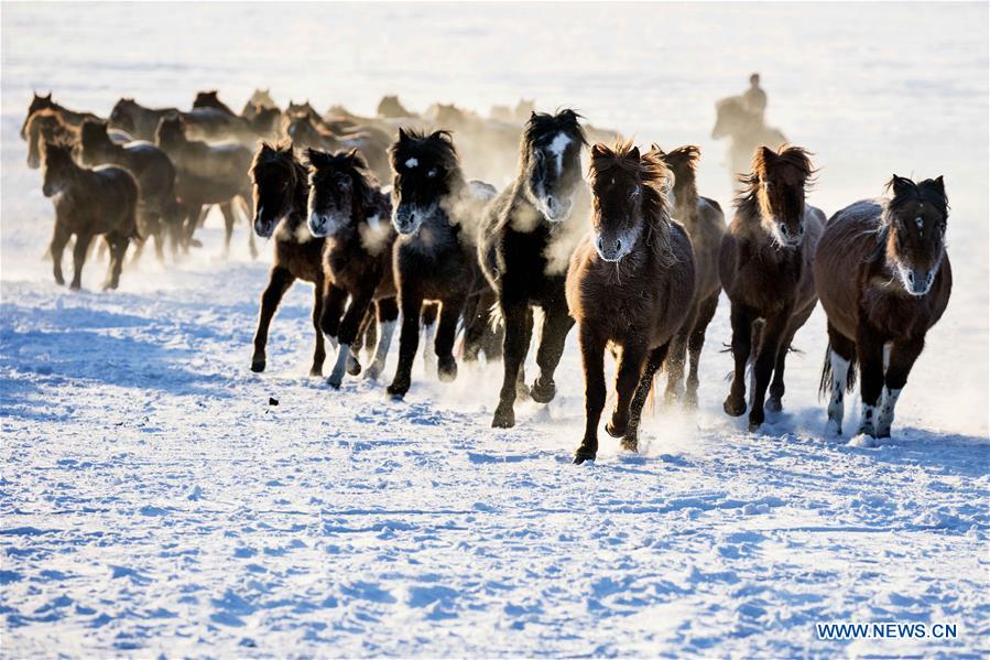 #CHINA-INNER MONGOLIA-HULUNBUIR-WINTER-GRAZING (CN)