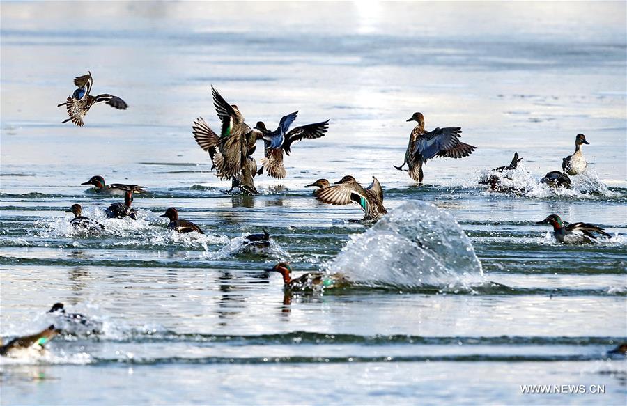 CHINA-HEBEI-ENVIRONMENT-MALLARD (CN)