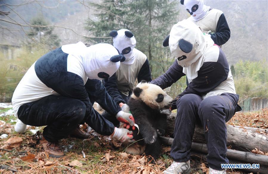 CHENGDU, Feb. 3, 2016 (Xinhua) -- Staff members dressed up in panda costumes make physical examination on giant panda baby Xinnier at Hetaoping field training base in Wolong, a major giant panda habitat in southwest China's Sichuan Province, Jan. 27, 2016. Three panda babies that were born in 2015 took part in a field training here recently. (Xinhua)