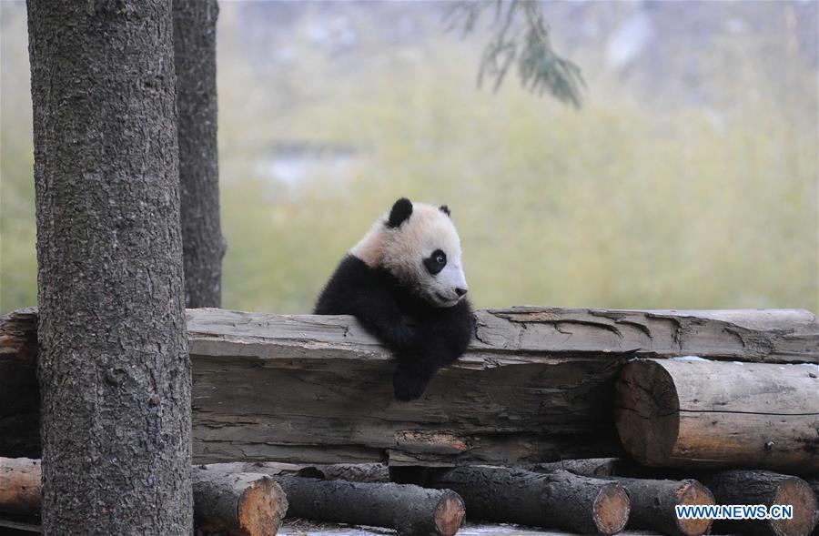 CHENGDU, Feb. 3, 2016 (Xinhua) -- Giant panda baby Ximei is seen during a training at Hetaoping field training base in Wolong, a major giant panda habitat in southwest China's Sichuan Province, Jan. 27, 2016. Three panda babies that were born in 2015 took part in a field training here recently. (Xinhua)