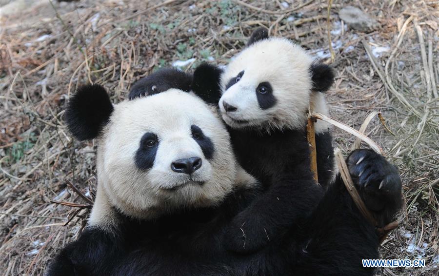 CHENGDU, Feb. 3, 2016 (Xinhua) -- Giant panda baby Ximei (R) is seen during a training at Hetaoping field training base in Wolong, a major giant panda habitat in southwest China's Sichuan Province, Jan. 27, 2016. Three panda babies that were born in 2015 took part in a field training here recently. (Xinhua)