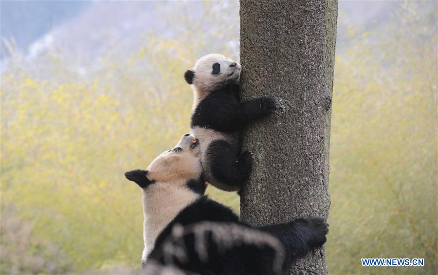 CHENGDU, Feb. 3, 2016 (Xinhua) -- Giant panda baby Ximei (top) climbs a tree during a training at Hetaoping field training base in Wolong, a major giant panda habitat in southwest China's Sichuan Province, Jan. 27, 2016. Three panda babies that were born in 2015 took part in a field training here recently. (Xinhua)