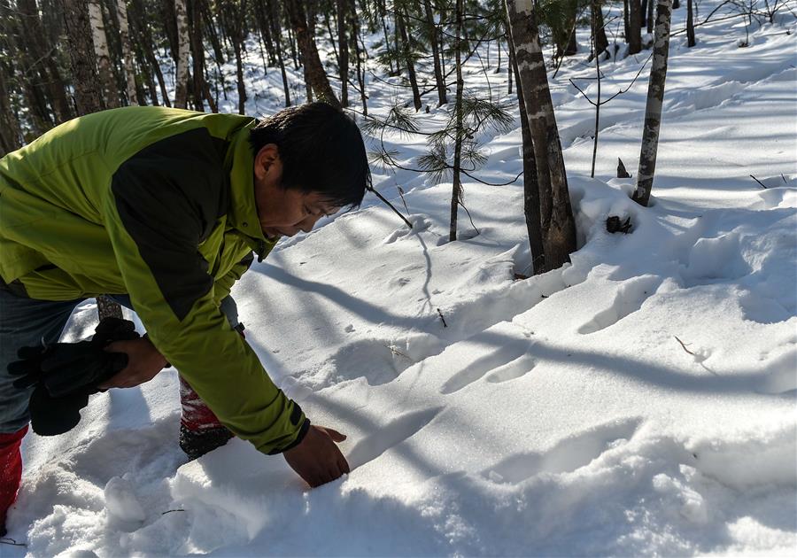 CHINA-JILIN-HUNCHUN-RANGER(CN)