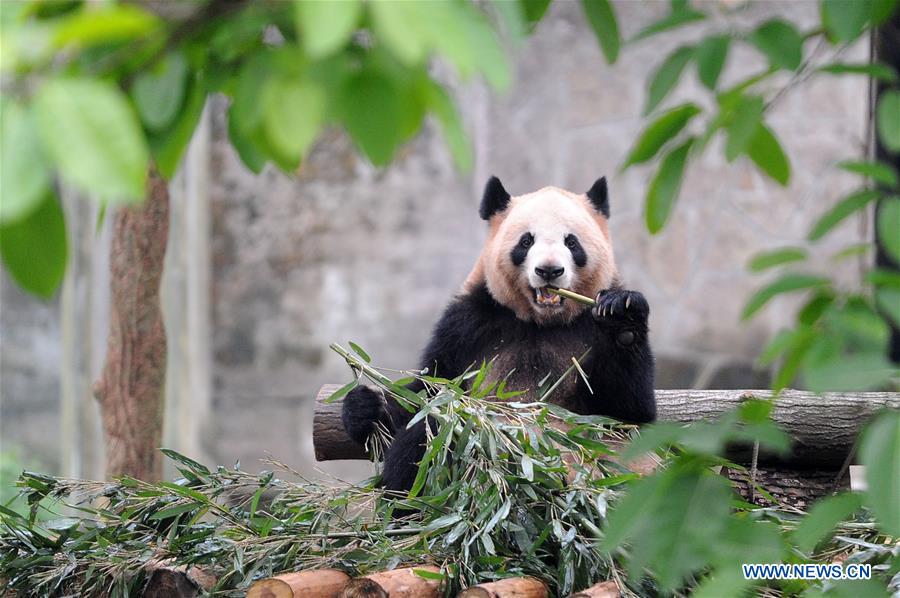 CHINA-CHONGQING-PANDA-NAMING (CN)