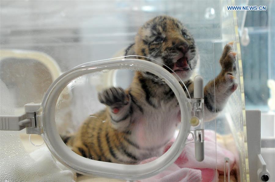 CHINA-CHONGQING-ZOO-SOUTH CHINA TIGER-NEWBORN (CN)