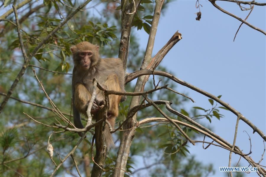 #CHINA-GUIZHOU-MACAQUE (CN)