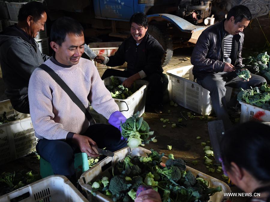 CHINA-YUNNAN-VEGETABLE-SUPPLY (CN)