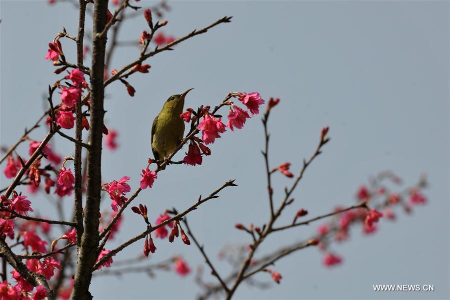 #CHINA-GUANGDONG-SPRING (CN)