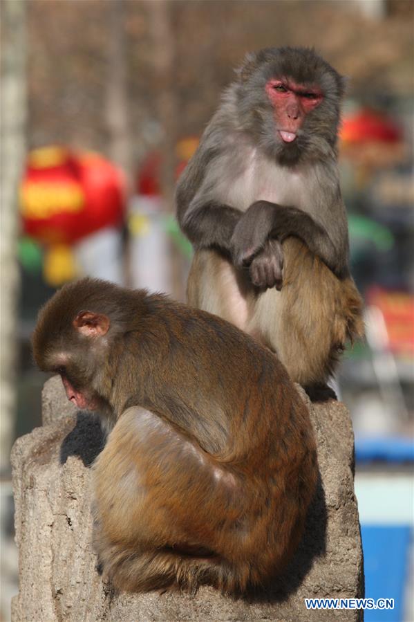 #CHINA-SHANDONG-YANTAI-MACAQUE (CN)