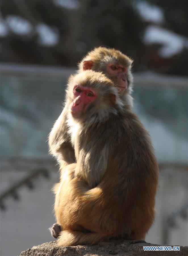 #CHINA-SHANDONG-YANTAI-MACAQUE (CN)