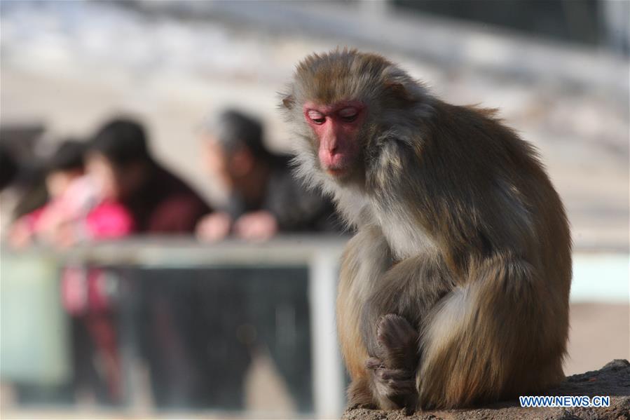 #CHINA-SHANDONG-YANTAI-MACAQUE (CN)