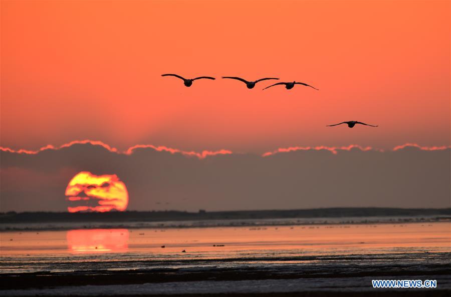 #CHINA-SHANDONG-RONGCHENG-SWANS (CN)