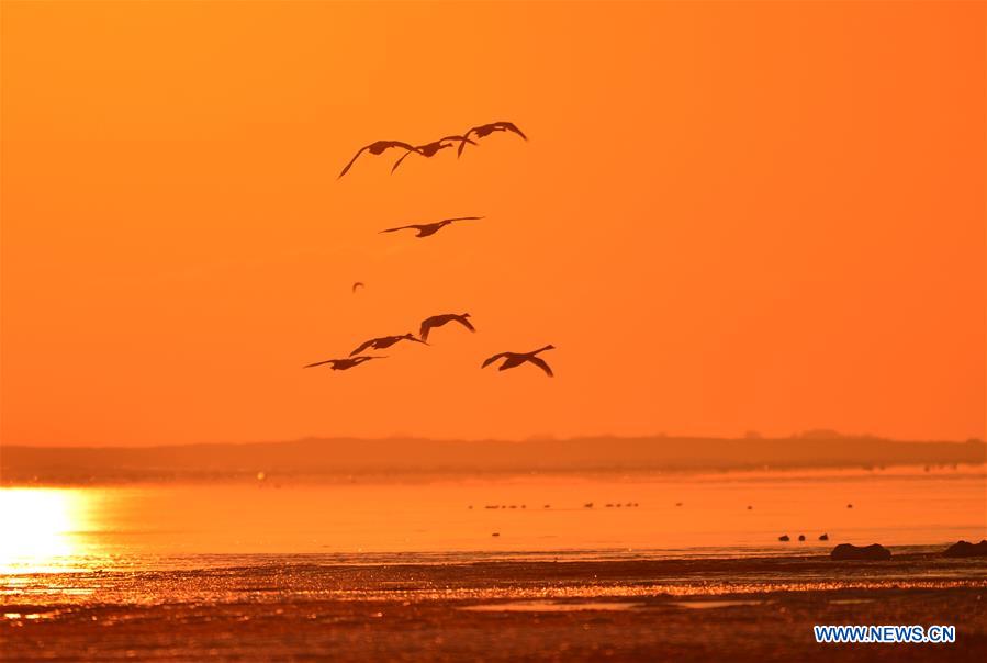 #CHINA-SHANDONG-RONGCHENG-SWANS (CN)