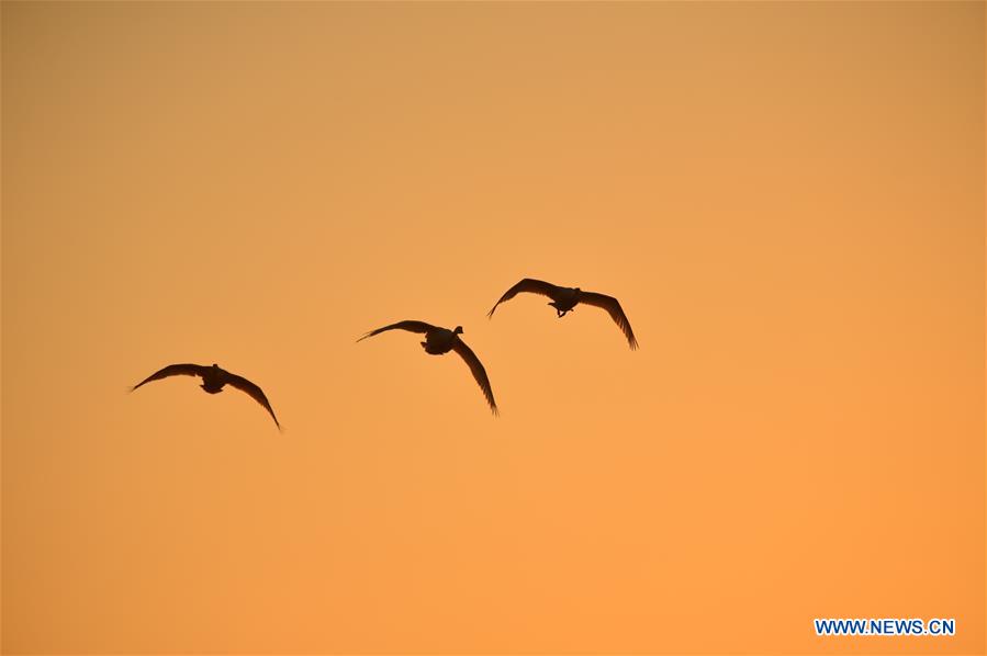 #CHINA-SHANDONG-RONGCHENG-SWANS (CN)