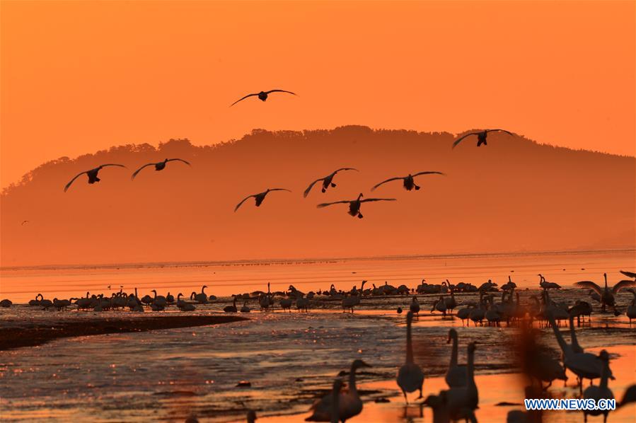 #CHINA-SHANDONG-RONGCHENG-SWANS (CN)