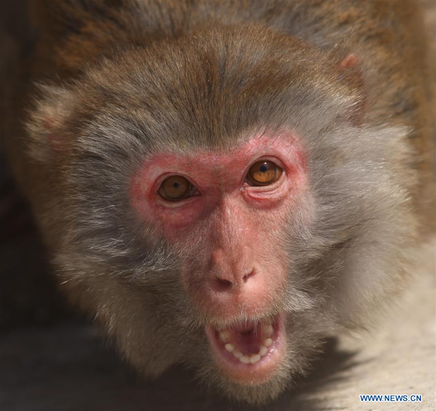 #CHINA-SHANDONG-YANTAI-MACAQUE (CN)