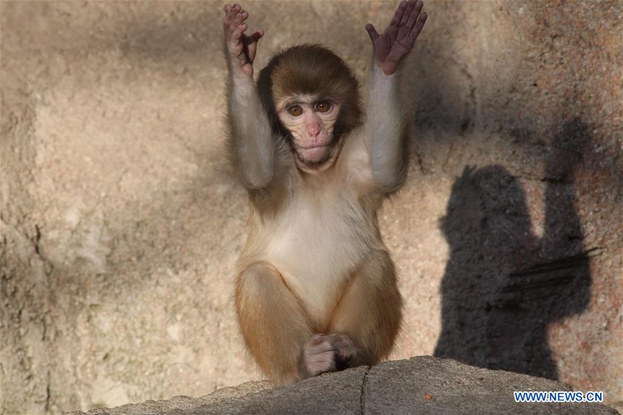 #CHINA-SHANDONG-YANTAI-MACAQUE (CN)