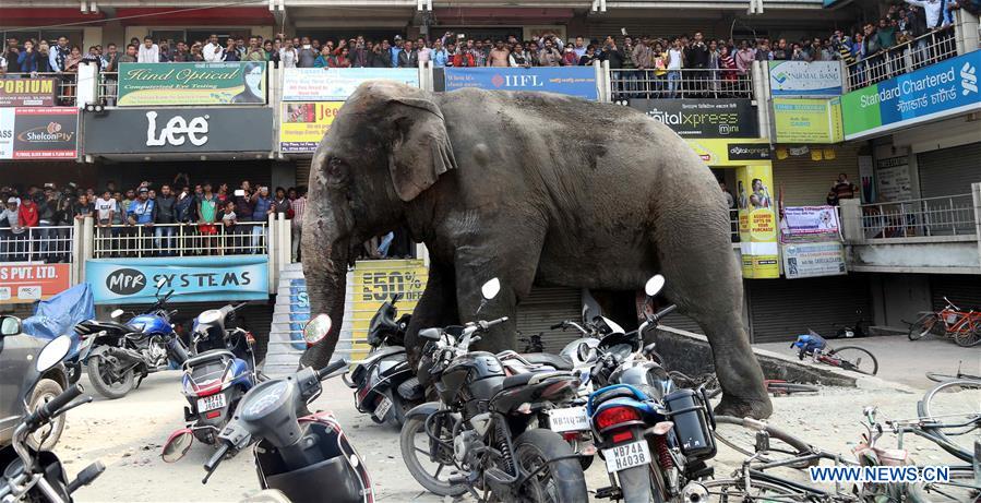 INDIA-SILIGURI-WILD ELEPHANT-STRAY INTO TOWN