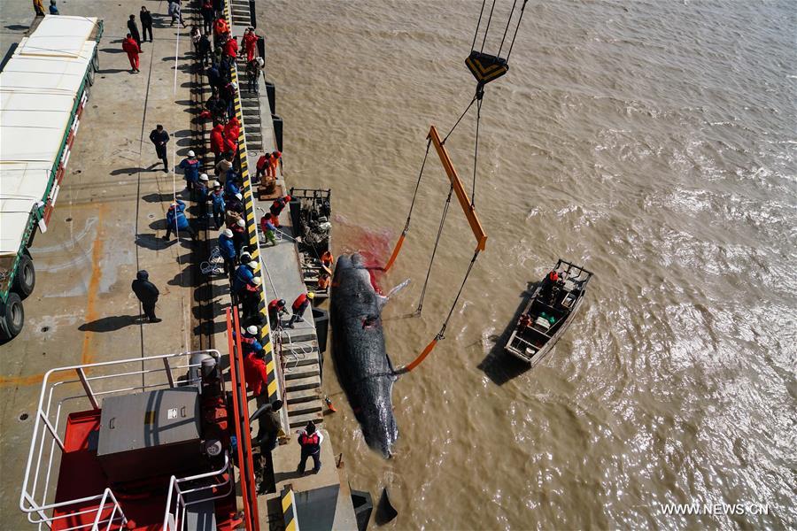  Two sperm whales were found dead on a shallow beach in Nantong. The bigger one measures about 16 meters in length and over 25 tons in weight