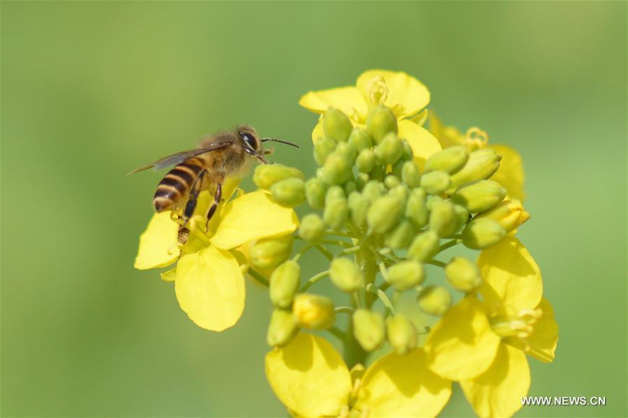 A bee collects pollen from rape flowers in the field of Manxi Village under Yuqing County, southwest China's Guizhou Province, Feb. 16, 2016.