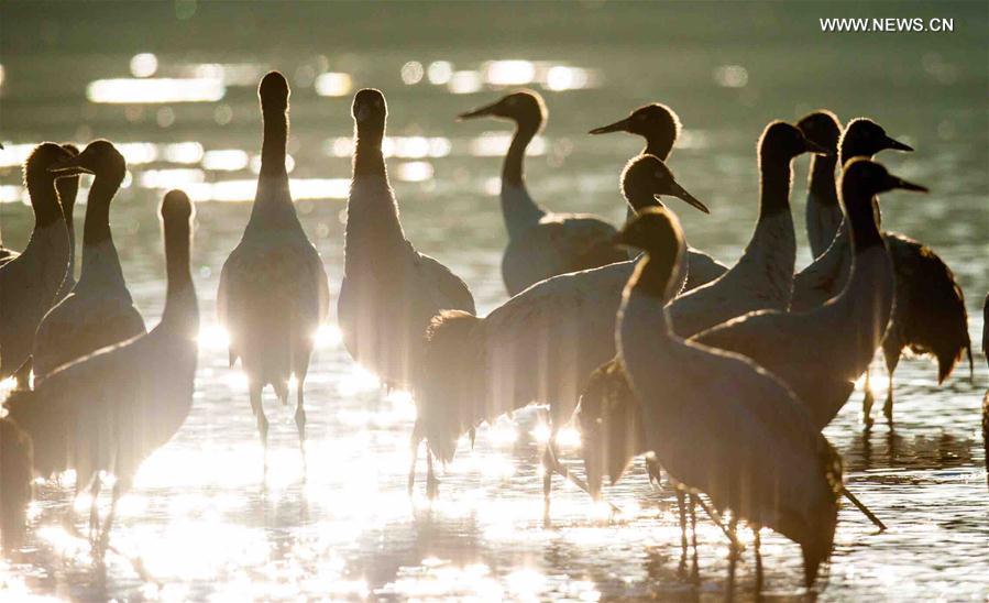 Black-necked cranes are seen in Lhunzhub County, southwest China's Tibet Autonomous Region, Feb. 16, 2016. 