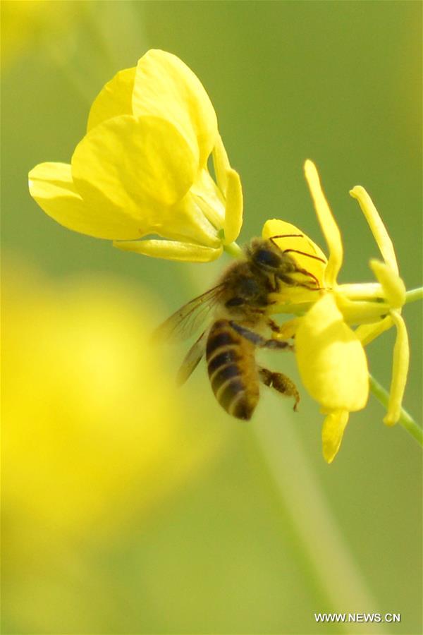 A bee collects pollen from rape flowers in the field of Manxi Village under Yuqing County, southwest China's Guizhou Province, Feb. 16, 2016.