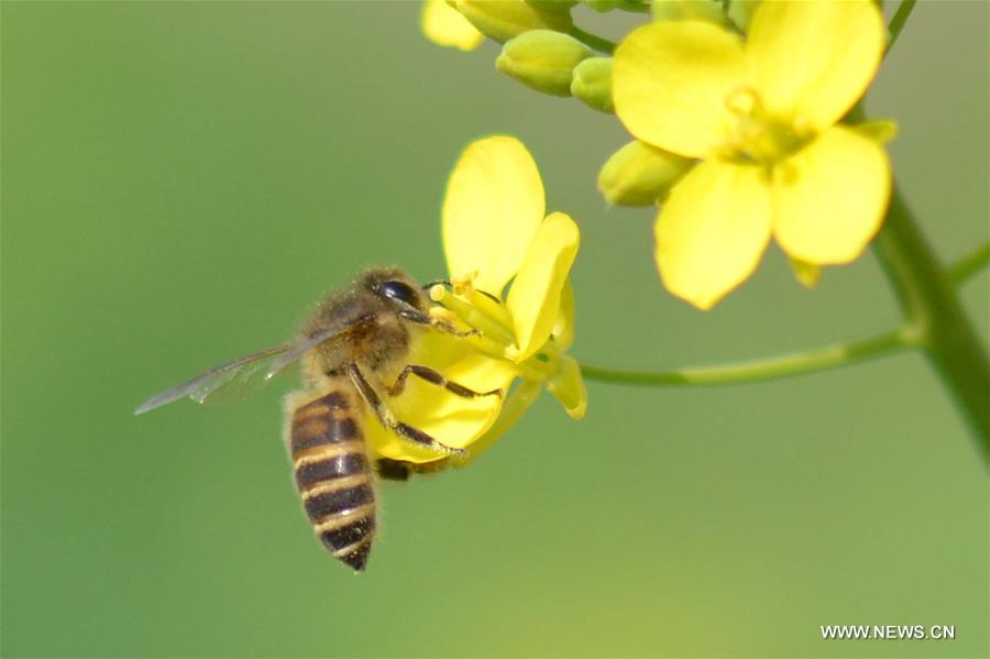 A bee collects pollen from rape flowers in the field of Manxi Village under Yuqing County, southwest China's Guizhou Province, Feb. 16, 2016.