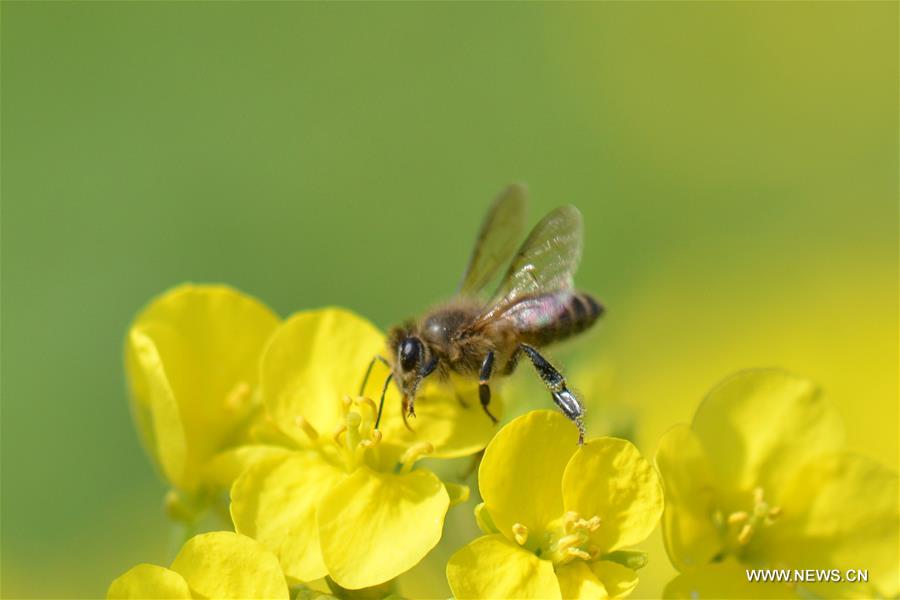 A bee collects pollen from rape flowers in the field of Manxi Village under Yuqing County, southwest China's Guizhou Province, Feb. 16, 2016.