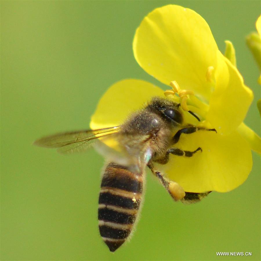 A bee collects pollen from rape flowers in the field of Manxi Village under Yuqing County, southwest China's Guizhou Province, Feb. 16, 2016.