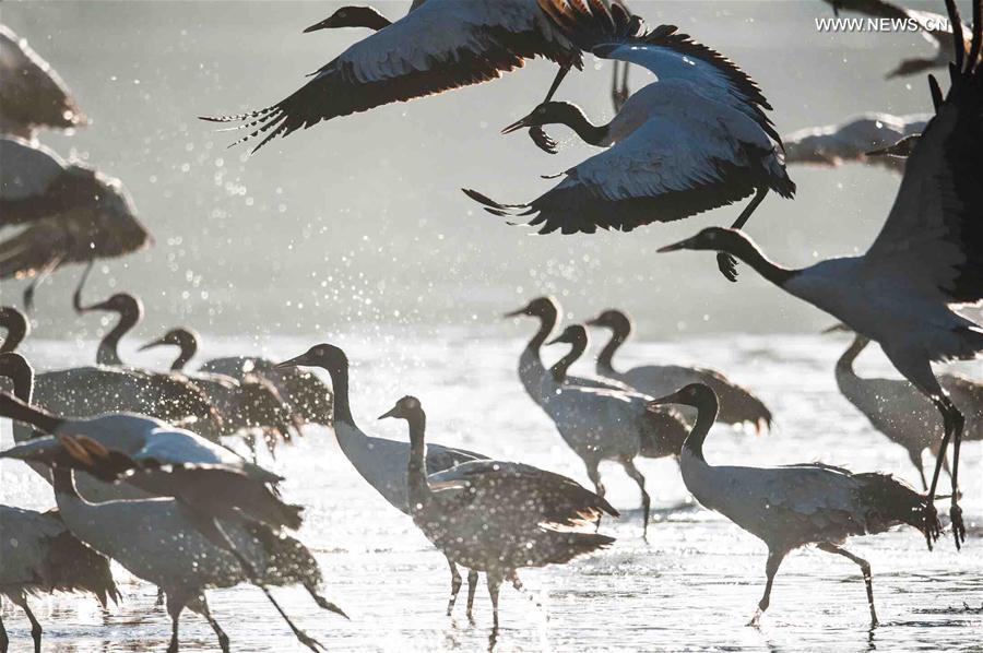 Black-necked cranes are seen flying in Lhunzhub County, southwest China's Tibet Autonomous Region, Feb. 16, 2016.