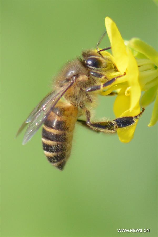 A bee collects pollen from rape flowers in the field of Manxi Village under Yuqing County, southwest China's Guizhou Province, Feb. 16, 2016.