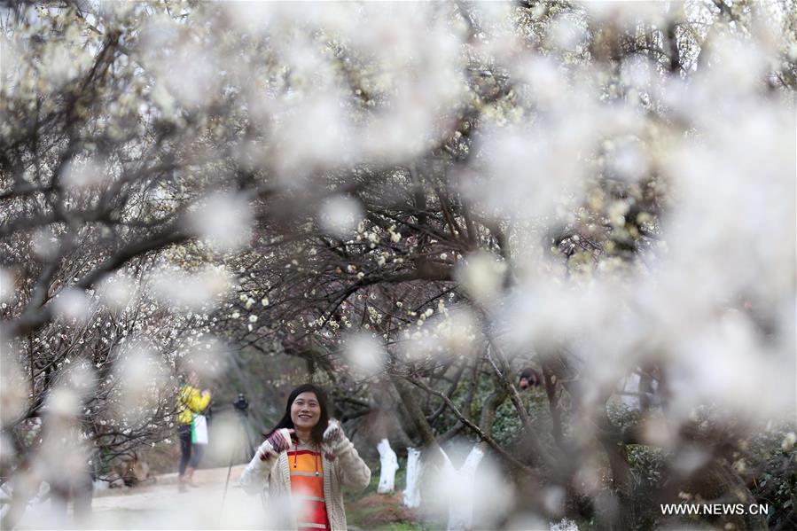 People view plum blossoms at Gulin Park in Nanjing, capital of east China's Jiangsu Province,Feb. 17, 2016