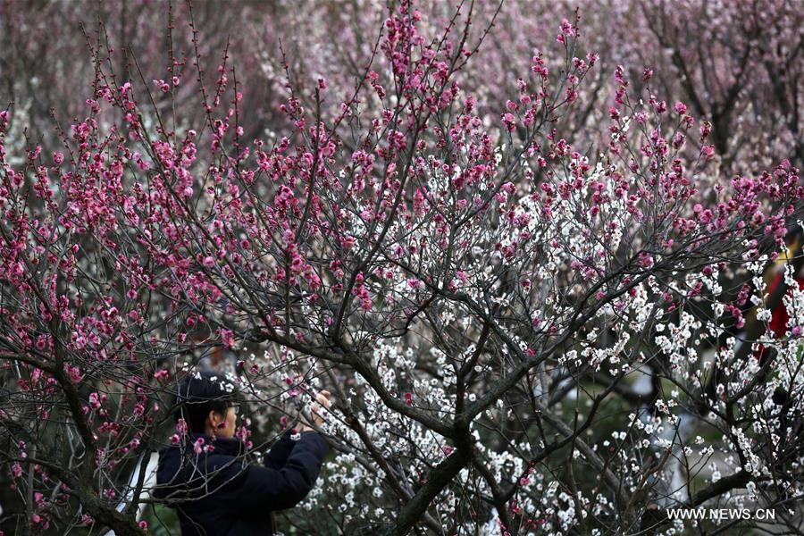 People view plum blossoms at Gulin Park in Nanjing, capital of east China's Jiangsu Province,Feb. 17, 2016