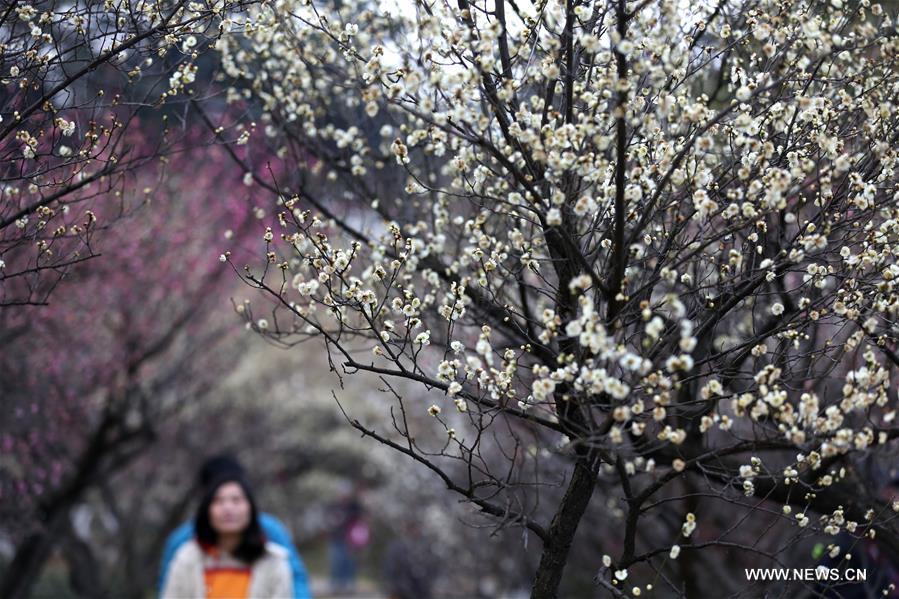 People view plum blossoms at Gulin Park in Nanjing, capital of east China's Jiangsu Province,Feb. 17, 2016