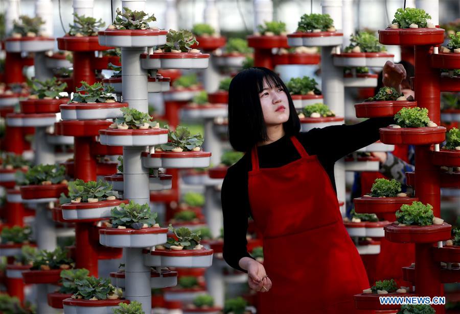 A worker tends vegetables at a planting garden in Xuyi County, east China's Jiangsu Province, Feb. 18, 2016.