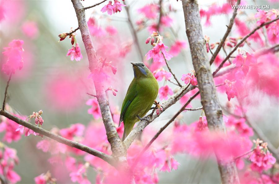 A bird rests on a tree branch at a park in Fuzhou, southeast China's Fujian Province, Feb. 18, 2016.