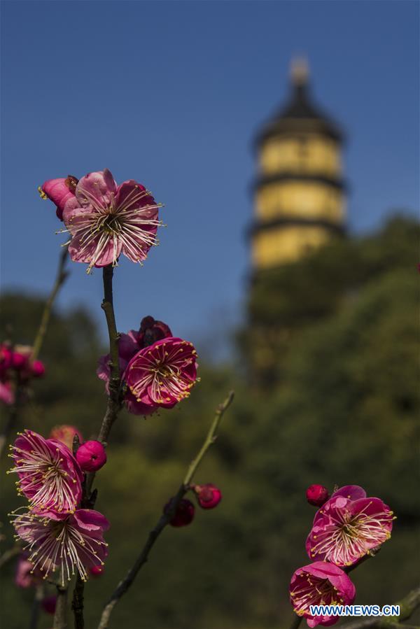 Plum flowers bloom at the Baotashan Park in Zhenjiang City, east China's Jiangsu Province, Feb. 17, 2016.