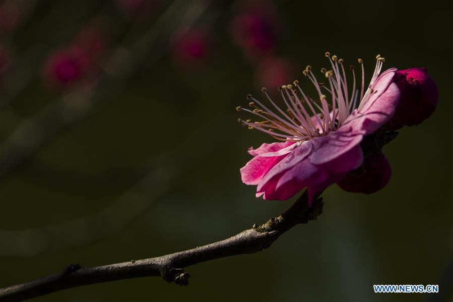 Plum flowers bloom at the Baotashan Park in Zhenjiang City, east China's Jiangsu Province, Feb. 17, 2016.