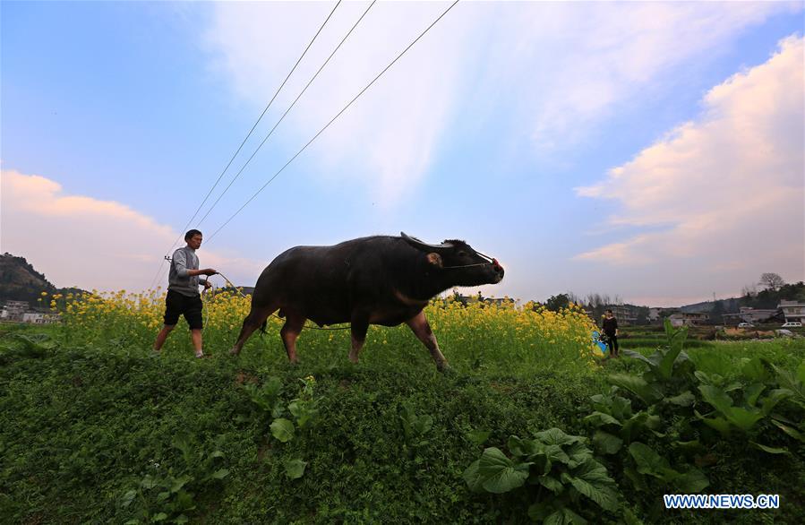 A farmer ploughs on a farmland with a buffalo in Kaili, southwest China's Guizhou Province, Feb. 17, 2016. 