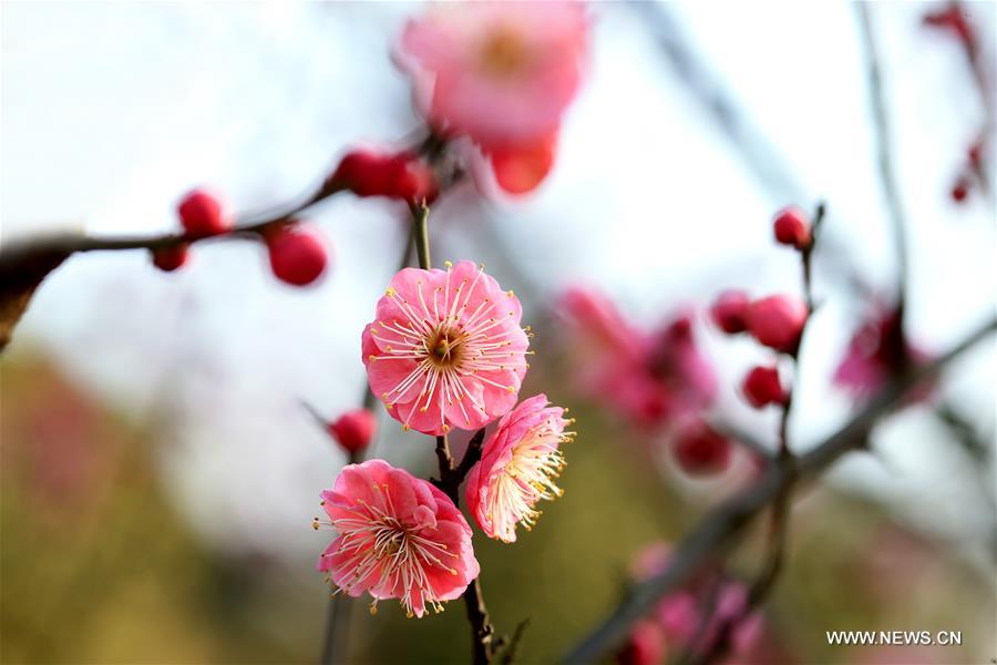 #CHINA-FLOWER BLOSSOM-TEMPERATURE RISE (CN)