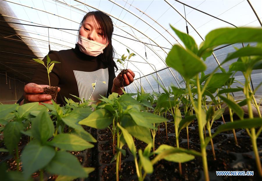 A worker tends vegetables at a planting garden in Xuyi County, east China's Jiangsu Province, Feb. 18, 2016. 