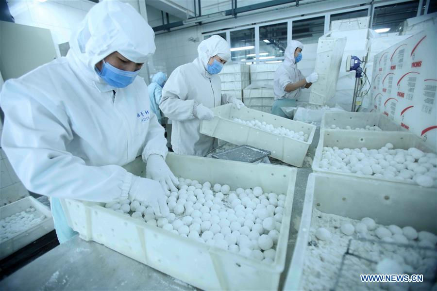 Cooks make Yuanxiao, glutinous rice flour dumpling with sweetened stuffing, at a workshop of Daoxiangcun, a time-honored foodstuff company, in Beijing, capital of China, Feb. 18, 2016.