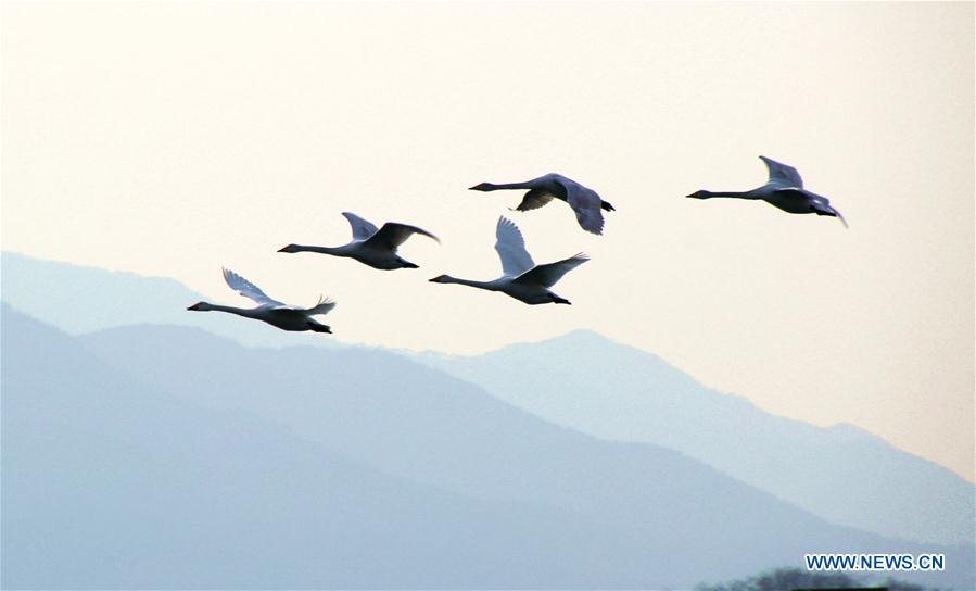 Swans fly in the sky at Yandunjiao Port in Rongcheng City, east China's Shandong Province, Feb. 21, 2016. 