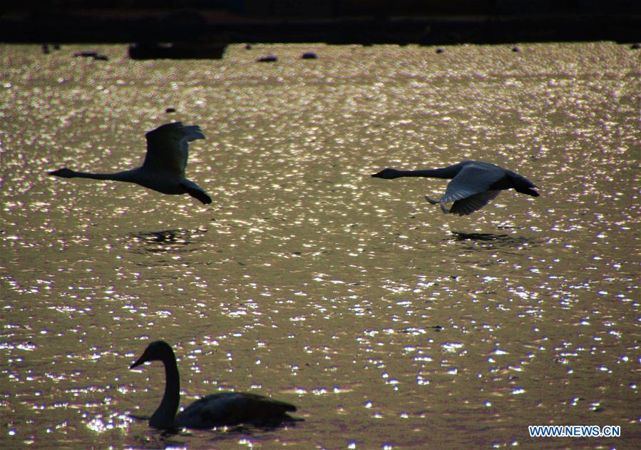 Swans are seen at Yandunjiao Port in Rongcheng City, east China's Shandong Province, Feb. 21, 2016. 